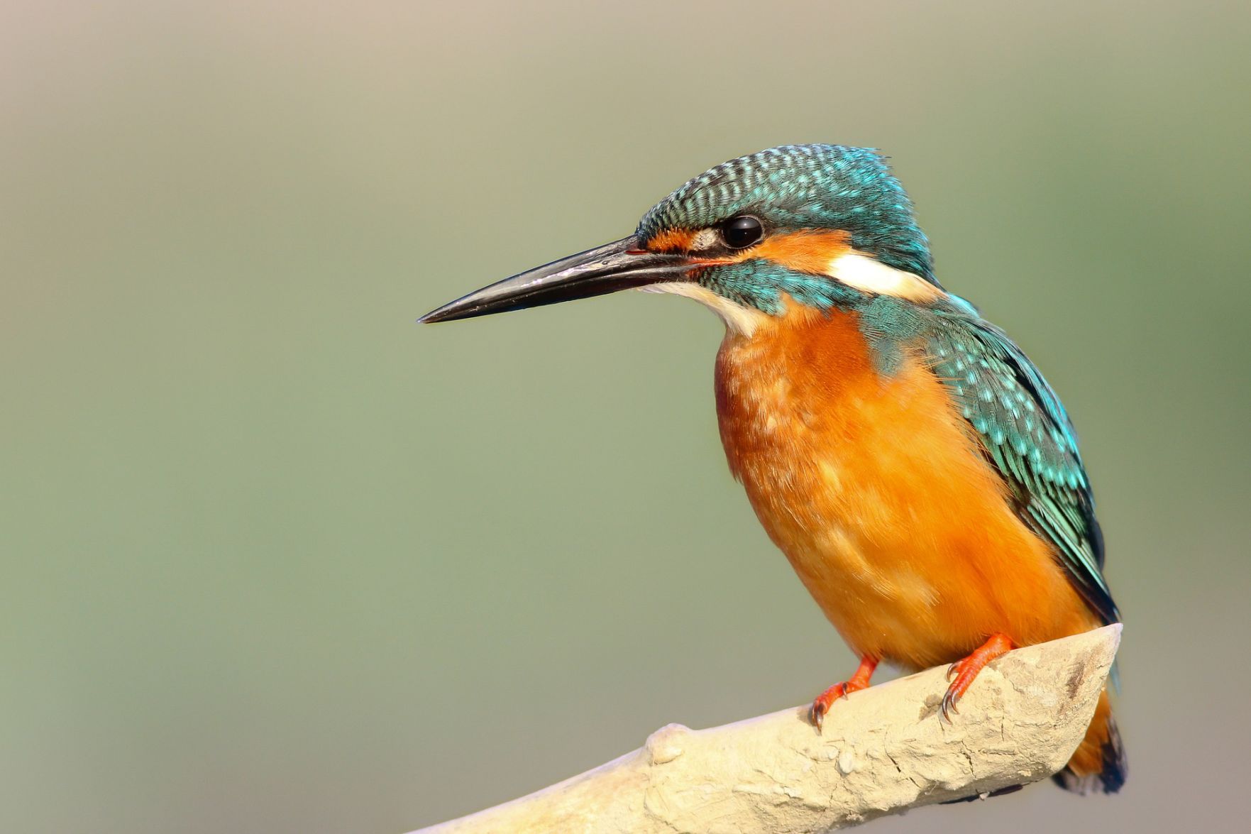 2. Take up bird watching